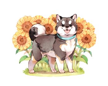 :3 absurdres animal animal_focus animalk chinese_commentary collar commentary_request dog flower full_body highres looking_at_viewer no_humans original painting_(medium) shiba_inu standing sunflower tongue tongue_out traditional_media variant_set watercolor_(medium)