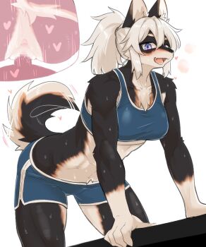 1boy 1girl animal_ears anus ass breasts commentary_request dog_ears dog_girl dog_tail fang furry heart hetero highres long_hair lovehinba medium_breasts original penis ponytail purple_eyes pussy sex shorts simple_background skin_fang sports_bra sportswear tail toned toned_female tongue tongue_out white_background white_hair