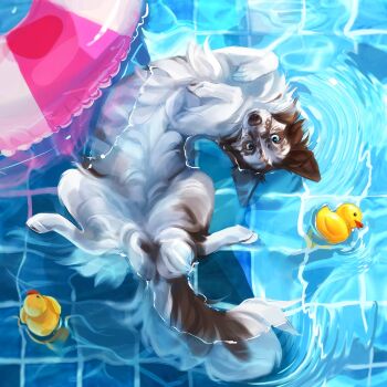 animal animal_focus bwspace69 dog highres innertube looking_at_viewer no_humans original pool ripples rubber_duck swim_ring water