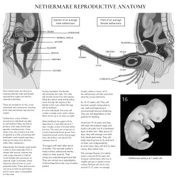 anatomy biology bug butterfly diagram embryo english_text grey_background highres insect jejejunum no_humans original penis penis_focus pussy pussy_focus