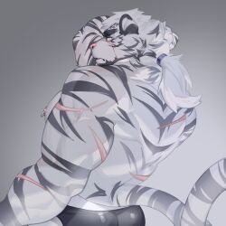 1boy animal_ears arknights ass bara black_male_underwear briefs facial_hair feet_out_of_frame from_behind furry furry_male goatee highres large_pectorals looking_at_viewer male_focus male_underwear mountain_(arknights) mountain_(book_reader)_(arknights) muscular muscular_arms muscular_male nipple_piercing nipple_rings official_alternate_hairstyle pectorals piercing scar scar_across_eye scar_on_back scar_on_face short_hair sideways_glance solo swkrqgefvm4pims thick_eyebrows tiger_boy tiger_ears topless_male triceps underwear white_hair