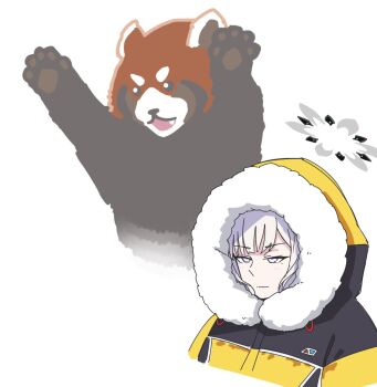 animal blue_archive closed_mouth cropped_torso fur-trimmed_hood fur_trim grey_eyes grey_hair halo highres himari_(blue_archive) himari_(winter)_(blue_archive) hood hood_up hooded_jacket jacket red_panda simple_background upper_body vividnatadecoco white_background yellow_jacket