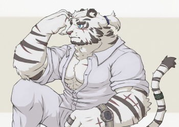 1boy abs alternate_costume animal_ears arknights bara commentary english_commentary facial_hair feet_out_of_frame furry furry_male goatee highres icekloak infection_monitor_(arknights) jewelry large_hands large_pectorals male_focus mountain_(arknights) mountain_(book_reader)_(arknights) multiple_scars muscular muscular_male pants partially_unbuttoned pectoral_cleavage pectorals ponytail ring scar scar_across_eye scar_on_arm scar_on_chest scar_on_face shirt short_hair sitting sleeves_rolled_up solo tail tail_ornament tail_ring thick_eyebrows tiger_boy tiger_ears tiger_stripes tiger_tail watch white_fur white_hair white_pants white_shirt wristwatch