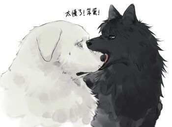 aizheajsee animalization artificial_eye batou_(gits) biting_nose black_fur blue_eyes dog fangs ghost_in_the_shell highres kusanagi_motoko looking_at_viewer translation_request white_background white_fur