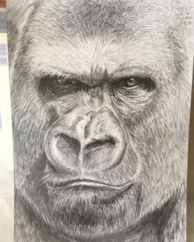 1other animal animal_focus ape gorilla highres looking_at_viewer monkey no_humans paper photo_(medium) realistic traditional_media