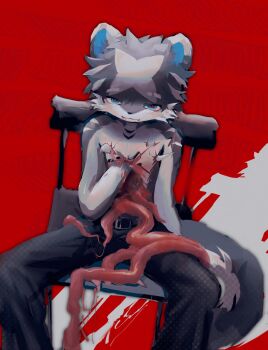1boy animal_ears belt black_belt black_pants blood blue_eyes cat_boy chair chinese_commentary commentary_request cowboy_shot entrails furry furry_male grey_fur grey_hair guro highres hole_in_chest hole_on_body intestines male_focus multicolored_hair on_chair organs original pants playing_with_organs red_background red_pupils sdvoit self-harm short_hair sitting solo topless_male two-tone_fur two-tone_hair white_fur white_hair