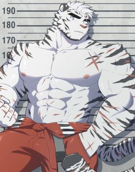 Rule 34 | 1boy, abs, absurdres, animal ears, arknights, bara, clenched hand, furry, furry male, hand in pocket, highres, looking at viewer, male focus, mixed-language commentary, mountain (arknights), mugshot, multiple scars, muscular, muscular male, navel, nipples, orange pants, pants, pectorals, prison clothes, scar, scar across eye, scar on arm, scar on chest, scar on face, scar on hand, scar on stomach, tail, tiger boy, tiger ears, tiger stripes, tiger tail, tighnari 55, topless male
