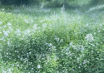abe_toshiyuki commentary_request day field flower grass no_humans original outdoors painting_(medium) scenery signature traditional_media watercolor_(medium) white_flower