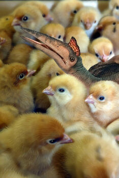 3d baby_animal bird chick commentary_request dinosaur fantasy no_humans open_mouth original photorealistic realistic toshi_(hokkaido2015) what