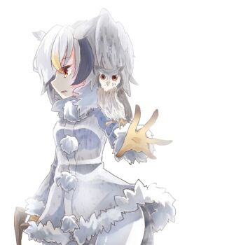 1girl animal animal_on_shoulder bird bird_on_shoulder brown_gloves commentary_request cowboy_shot creature_and_personification dress feathered_wings fur-trimmed_dress fur_collar fur_trim gloves grey_dress grey_wings head_wings kemono_friends long_sleeves looking_afar northern_white-faced_owl northern_white-faced_owl_(kemono_friends) open_mouth owl pantyhose personification pom_pom_(clothes) shinjitsu_no_kuchi simple_background solo white_background white_hair white_pantyhose wings yellow_eyes