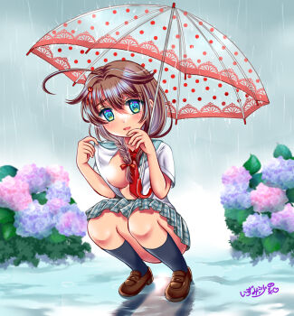 alternate_costume ass black_socks blue_eyes blue_skirt blush bow braid breasts brown_hair brown_shoes censored commentary_request commission dress_shirt flower full_body green_sailor_collar hair_between_eyes hair_bow hair_flower hair_ornament huge_ass hydrangea izumi_shara kantai_collection kneehighs loafers long_hair looking_at_viewer medium_breasts necktie open_clothes open_mouth open_shirt outdoors plaid_clothes plaid_skirt public_indecency rain red_bow red_necktie sailor_collar shigure_(kancolle) shigure_kai_san_(kancolle) shirt shoes short_sleeves sidelocks signature single_braid skeb_commission skirt socks squatting transparent transparent_umbrella umbrella white_shirt