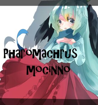 1girl black_wings blue_eyes blue_hair blue_shirt blush breasts character_name commentary_request cowboy_shot feathered_wings head_wings kemono_friends long_hair looking_at_viewer medium_breasts open_mouth red_skirt resplendent_quetzal_(kemono_friends) scientific_name shinjitsu_no_kuchi shirt skirt solo very_long_hair white_background wings