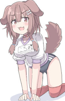 Rule 34 | 1girl, :3, all fours, animal ears, bone hair ornament, braid, breasts, brown hair, buruma, cartoon bone, character name, collar, commentary, dog ears, dog girl, dog tail, fang, gym uniform, hair ornament, highres, hololive, inugami korone, large breasts, name tag, open mouth, solo, tail, thighhighs, twin braids, umberblack