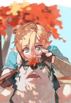1boy alternate_form animal animal_ear_piercing black_gloves blonde_hair blue_eyes blue_tunic commentary earrings english_commentary fangs fingerless_gloves gloves holding holding_leaf jewelry layered_sleeves leaf link long_pointy_ears long_sleeves male_focus maple_leaf maple_tree natsuyon nintendo open_mouth outdoors pants parted_bangs parted_hair piercing pointy_ears red_leaf sanpaku short_over_long_sleeves short_sleeves sky slit_pupils teeth the_legend_of_zelda the_legend_of_zelda:_breath_of_the_wild the_legend_of_zelda:_twilight_princess tree tunic white_pants wolf wolf_link