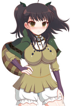 1girl :o absurdres ahoge black_bridal_gauntlets black_lace_trim bloomers blush breasts bridal_gauntlets brown_eyes brown_hair capelet commentary covered_navel cowboy_shot english_commentary green_capelet green_shirt hair_ornament hand_on_own_hip helltzujih highres lace_trim large_breasts leaf leaf_hair_ornament leaf_on_head looking_at_viewer misato_(senran_kagura) nose_blush raccoon_tail senran_kagura senran_kagura_new_wave shiny_skin shirt short_twintails simple_background solo tail twintails underwear white_background white_bloomers
