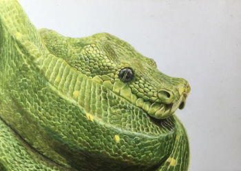 Rule 34 | animal, animal focus, colored pencil (medium), commentary request, highres, no humans, ohp95kg, original, photorealistic, realistic, simple background, snake, traditional media, white background