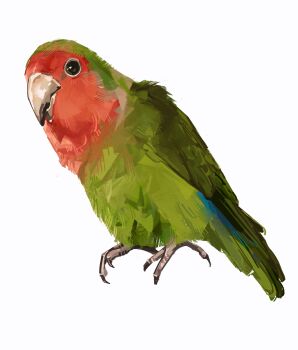 animal animal_focus bird commentary english_commentary highres junbuug no_humans original parrot simple_background white_background