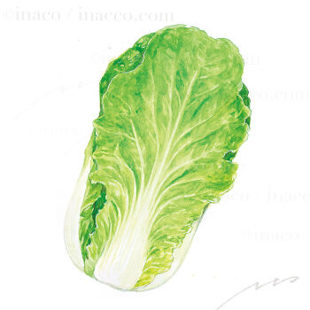 artist_name cabbage commentary_request food inaco napa_cabbage no_humans original signature simple_background vegetable white_background