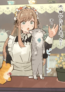 1girl :3 :o absurdres apron black_dress blue_ribbon brown_hair cat closed_eyes commentary_request dress green_eyes grey_cat hairband hand_up highres long_hair maid neck_ribbon oimo_imoo open_mouth original rearing ribbon surprised sweat translation_request upper_body white_apron white_hairband white_ribbon