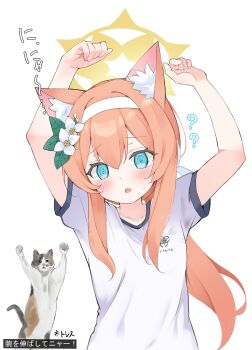 1girl ? @_@ animal_ear_fluff animal_ears arms_up blue_archive blue_eyes blush cat cat_ears flower gym_shirt gym_uniform hair_between_eyes hair_flower hair_ornament hairband halo highres kero-san_(kerosan63) long_hair looking_at_viewer mari_(blue_archive) mari_(track)_(blue_archive) official_alternate_costume open_mouth orange_hair shirt short_sleeves simple_background solo stained_clothes upper_body white_background white_flower white_hairband white_shirt yellow_halo