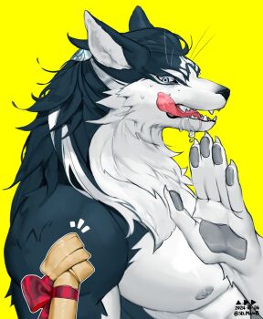 1boy bara black_fur black_hair blue_eyes body_fur bone claws commentary_request dog_boy drooling furry furry_male gift korean_commentary licking_lips long_hair looking_at_viewer male_focus muscular muscular_male nipples original pov rejection sd_planb simple_background sweat tongue tongue_out upper_body white_fur yellow_background