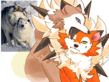 Rule 34 | animal focus, biting, blue eyes, bright pupils, gen 7 pokemon, highres, lycanroc, lycanroc (dusk), lycanroc (midday), nintendo, no humans, photo-referenced, pokemon, pokemon (creature), pokemon focus, seta629211, spikes, sweat, white background, white pupils, wolf