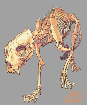 all_fours animal_skeleton animal_skull bone commentary english_commentary fangs grey_background no_humans original signature simple_background skeleton spine teeth yamamura_le