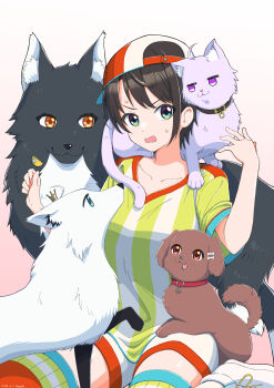 1girl absurdres animal animal_on_shoulder animalization backwards_hat baseball_cap black_hair blue_eyes blue_hat breasts cat cat_on_shoulder collarbone commentary_request cross-laced_shoes dog dot_nose fox gradient_background hands_up hat highres hololive inugami_korone looking_at_viewer loose_clothes loose_shirt multicolored_hat nekomata_okayu ookami_mio oozora_subaru oozora_subaru_(1st_costume) open_mouth pink_background red_hat red_thighhighs red_trim sanuki487045 shirakami_fubuki shirt shoes short_hair short_sleeves shorts sitting sneakers striped_clothes striped_shirt sweatdrop t-shirt thighhighs v-shaped_eyebrows virtual_youtuber white_hat white_shoes white_shorts wolf yellow_shirt