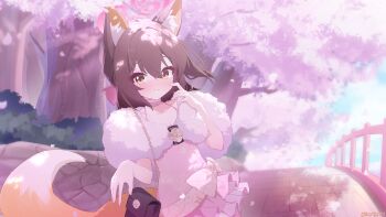 Rule 34 | 1girl, absurdres, animal ears, blue archive, brown hair, cherry blossoms, commentary, dress, exusiai dust, fox ears, fox girl, fox tail, fur-trimmed dress, fur trim, halo, highres, izuna (blue archive), izuna (dress) (blue archive), looking at viewer, medium hair, official alternate costume, outdoors, pink dress, pink halo, revision, solo, tail, yellow eyes
