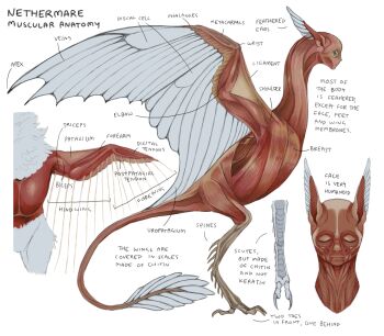 anatomy biology bone closed_eyes diagram dragon exposed_muscle harpy highres jejejunum lips monster monster_girl muscular nethermare original reference_sheet simple_background white_background wings yellow_eyes