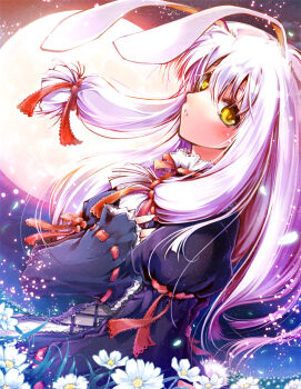 Rule 34 | 1girl, animal ears, black dress, commentary request, dress, expressionless, flower, full moon, lolita fashion, long hair, long sleeves, looking at viewer, misaki (kyal 001), moon, neck ribbon, original, parted lips, purple hair, rabbit ears, rabbit girl, red ribbon, ribbon, solo, upper body, very long hair, white flower, yellow eyes