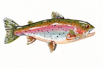 Rule 34 | animal focus, commentary, english commentary, fish, from side, full body, gouache (medium), highres, no humans, original, painterly, painting (medium), rainbow trout, rnbwtrout, simple background, traditional media, white background