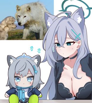 2girls ahoge animal_ear_fluff animal_ears aqua_eyes aqua_halo black_choker black_dress blue_archive blue_jacket blue_necktie blue_scarf breasts choker closed_mouth cross_hair_ornament dress fumo_(doll) green_footwear grey_hair grey_skirt hair_between_eyes hair_ornament halo highres jacket large_breasts light_frown long_hair looking_at_another looking_at_viewer medium_hair multiple_girls necktie notice_lines open_clothes open_jacket photo_inset plaid_clothes plaid_skirt scarf shiroko_(blue_archive) shiroko_terror_(blue_archive) simple_background sitting skirt skyrain315 voice_actor_connection white_background wolf wolf_ears