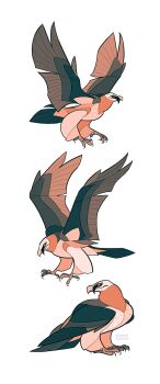 Rule 34 | animal, animal focus, artist name, beak, bird, flying, highres, jemma, multiple views, no humans, original, simple background, talons, white background, wings