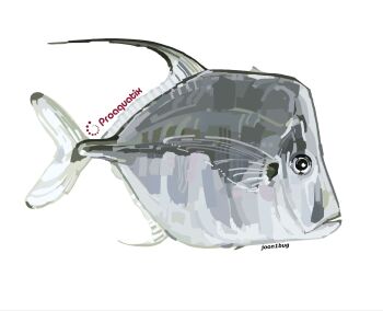 animal_focus commentary commission english_commentary fish from_side highres junbuug lookdown_(fish) no_humans original painterly simple_background white_background