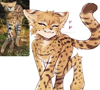 1girl 3rdperson_iz :3 animal_ear_fluff animal_ears animal_feet animal_nose body_fur cat_ears cat_girl cat_tail closed_mouth creature_and_personification full_body furry furry_female heart original personification photo_inset reference_inset serval short_hair simple_background smile snout solo tail two-tone_fur