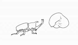 1boy 1other angry animal animal_focus animated attack beetle bug duel fighting flaccid horn insect monochrome penis rhinoceros_beetle spinning stab tagme testicles video what