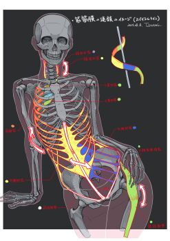 1girl absurdres anatomy arm_support arrow_(symbol) bone border commentary_request cropped_legs dated grey_background hand_on_own_hip highres how_to leaning_to_the_side original signature simple_background skeleton skull solo tatami_(loop) teeth translation_request white_border x-ray_vision