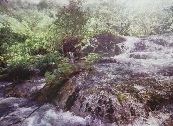 Rule 34 | absurdres, bush, commentary request, dappled sunlight, forest, grass, highres, jungle, moss, naohiro ito, nature, no humans, oil painting (medium), original, outdoors, painting (medium), photorealistic, plant, realistic, river, riverbank, rock, sapling, scenery, shadow, sunlight, traditional media, tree, tree shade, vines, water