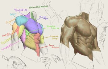 Rule 34 | 1boy, abs, anatomy, biceps, commentary, deltoids, highres, label, muscular, muscular male, original, pectorals, simple background, solo, the antin, triceps, upper body