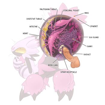 anatomy bestiality bug cum disembodied_penis ejaculation full_body highres internal_cumshot intestines notice_lines ovaries pal_(creature) palworld penis pointing_out_the_details sex simple_background spider tarantriss testicles vibrantrida white_background x-ray