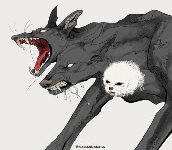 animal_focus bichon_(dog) black_dog black_eyes blank_eyes cerberus commentary_request dog grey_background highres multiple_heads no_humans open_mouth original riseidokokana saliva saliva_trail sharp_teeth simple_background teeth tongue tongue_out twitter_username white_dog