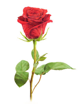 Rule 34 | colored pencil (medium), commentary request, flower, flower focus, hagane yama, highres, leaf, no humans, original, photorealistic, realistic, red flower, red rose, rose, simple background, traditional media, white background