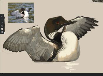 animal_focus art_program_in_frame beak bird grey_background hatsburg highres looking_at_viewer no_humans original partially_submerged procreate_(medium) procreate_(software) realistic reference_inset ripples simple_background spread_wings water