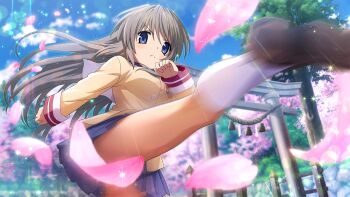 Rule 34 | 1girl, angry, artist request, blue eyes, blue sky, brown jacket, brown shoes, cherry blossoms, clannad, convenient censoring, crossover, frown, game cg, grey hair, highres, higurashi no naku koro ni, higurashi no naku koro ni mei, hikarizaka private high school uniform, jacket, kicking, long hair, long sleeves, non-web source, official art, pink petals, sakagami tomoyo, school uniform, shoes, sky, socks, solo, sparkle, torii, white socks