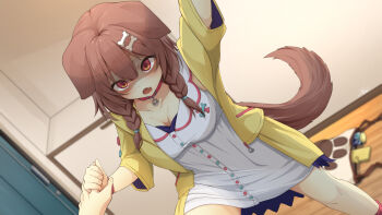 animal_collar animal_ears aobara_hairi bag blue_bow blurry blurry_background bone_hair_ornament bow braid breasts brown_eyes brown_hair cartoon_bone caught cheating_(relationship) collar commentary_request dog_ears dog_girl dog_tail empty_eyes fang fangs finger_grab glowing glowing_eyes glowing_pupils hair_between_eyes hair_ornament hairclip highres hololive inugami_korone inugami_korone_(1st_costume) jacket kabedon kabedon_on_viewer low_twin_braids medium_breasts medium_hair off_shoulder open_clothes open_jacket red_bow red_collar shaded_face standing tail teeth twin_braids upper_teeth_only virtual_youtuber visual_novel yandere