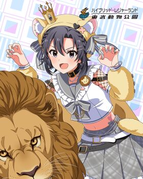 1girl animal animal_ears belt black_hair braid card_(medium) claw_pose collar crown detached_sleeves fishnets frilled_collar frills game_cg grey_eyes hat heart idolmaster idolmaster_million_live! idolmaster_million_live!_theater_days japanese_text jewelry kikuchi_makoto lion mini_crown nail_polish navel necklace official_art open_mouth pleated_skirt sailor_collar skirt tattoo