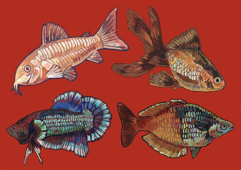 Rule 34 | animal, animal focus, commentary, corydora (fish), english commentary, fish, from side, full body, goldfish, jagalart, no humans, original, painterly, red background, siamese fighting fish, simple background