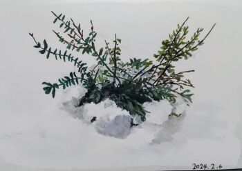 2024 bush commentary_request dated harusa1107 highres leaf no_humans object_focus original painting_(medium) plant plant_focus snow traditional_media white_background