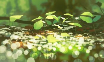 blurry blurry_background blurry_foreground bokeh commentary_request depth_of_field highres leaf no_humans original plant plant_focus scenery still_life yoshiki_(yuki)